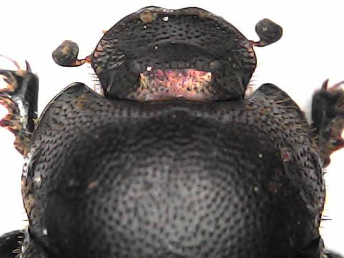 Réf. 324 765 : Onthophagus sp.
